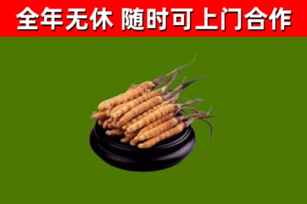 伍家岗烟酒回收冬虫夏草.jpg