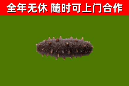 伍家岗烟酒回收干海参.jpg
